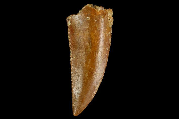 Serrated, Raptor Tooth - Real Dinosaur Tooth #124878